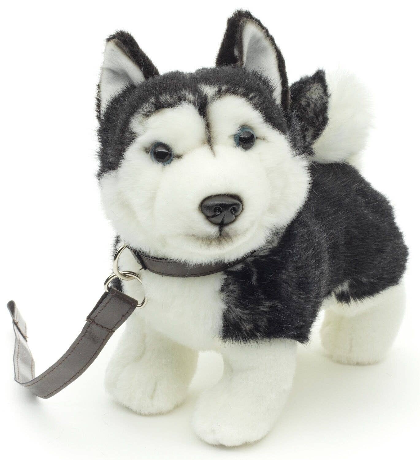 Plush husky puppy, standing with leash
