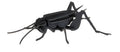 3D-Papiermodell - Criquet