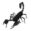3D-Papiermodell - Scorpion