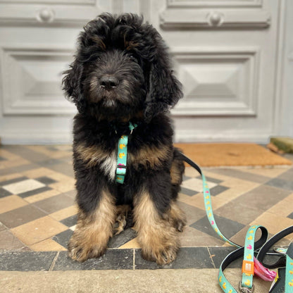 Harnais en H - Canards