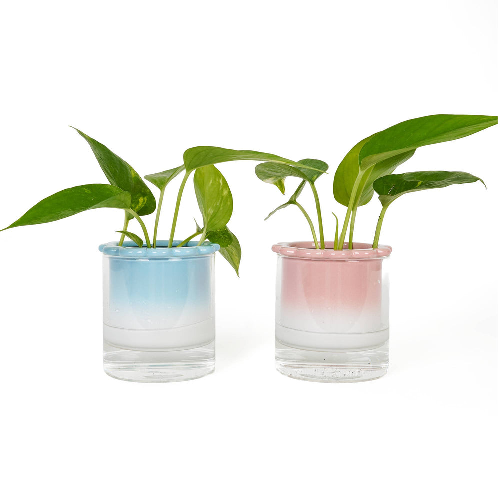Vase Hydroponique Dalia Rose Helio Ferretti