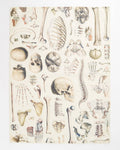 Torchon Ostéologie