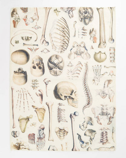 Torchon Squelette – produit scientifique Cognitive Surplus EU, vue 1