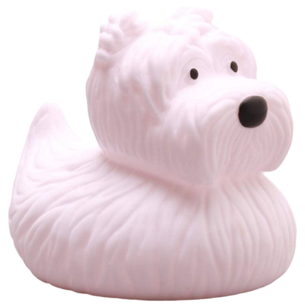 Canard Westie – West Highland White Terrier