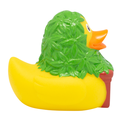 Cannabis duck