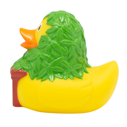 Cannabis duck