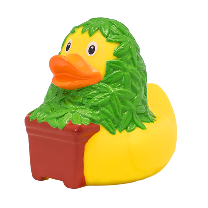 Cannabis duck