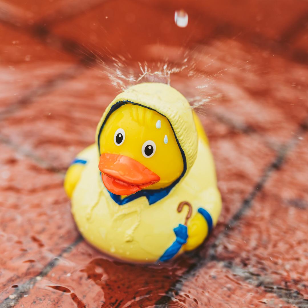 Ente Mauvais Temps