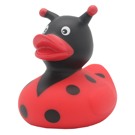 Canard Coccinelle