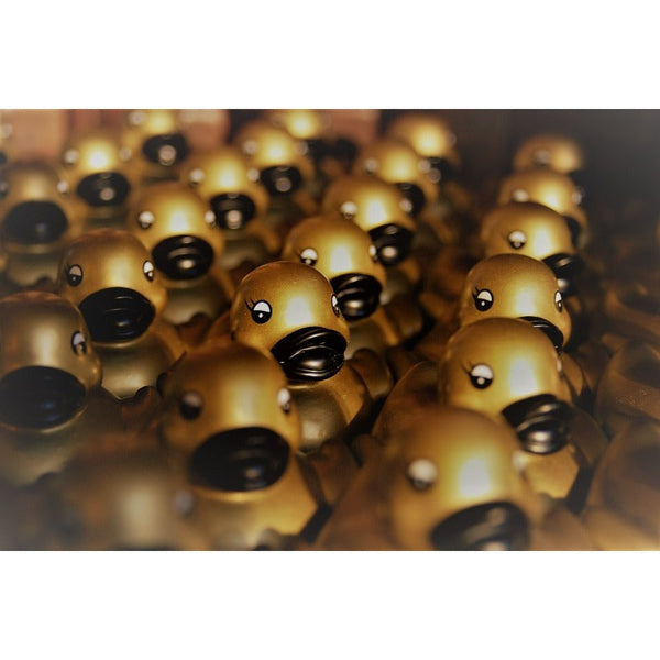 Kleine gouden eend