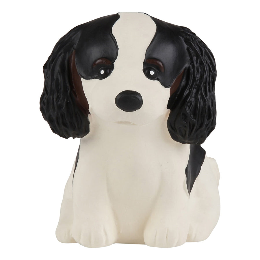 Cavalier King Charles