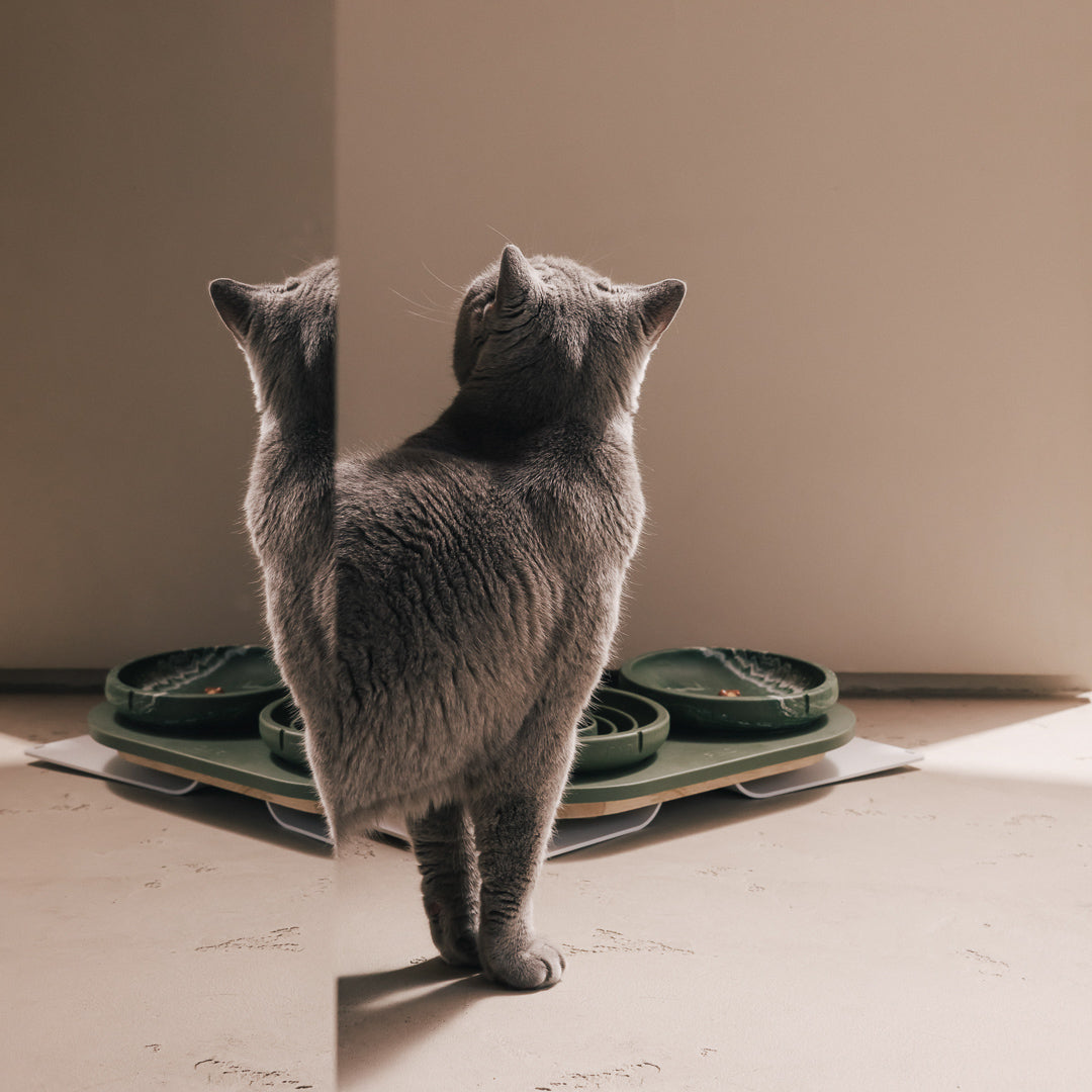 Napf-Tablett für Katzen – Produktansicht 12