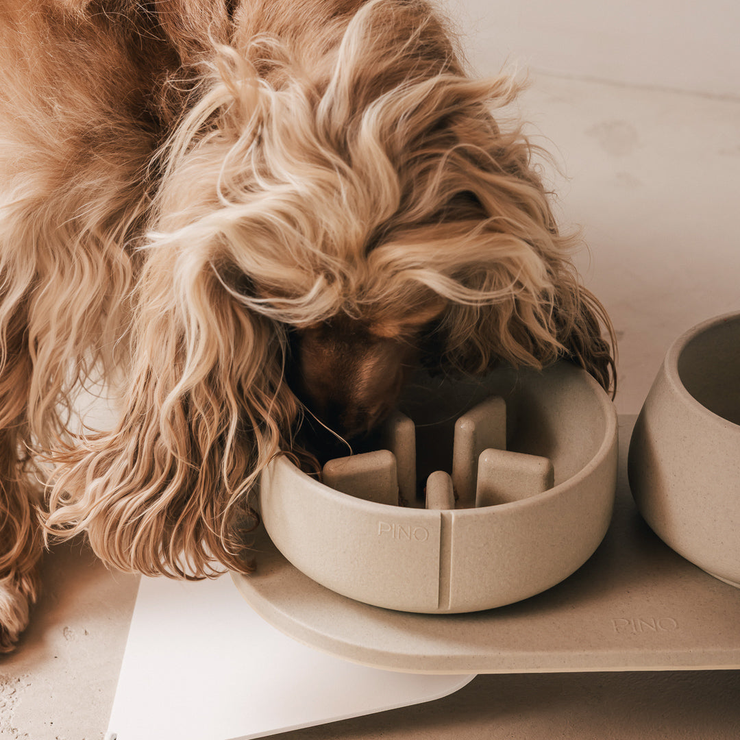 Perfect Posture Set für Hunde – Produktansicht 16