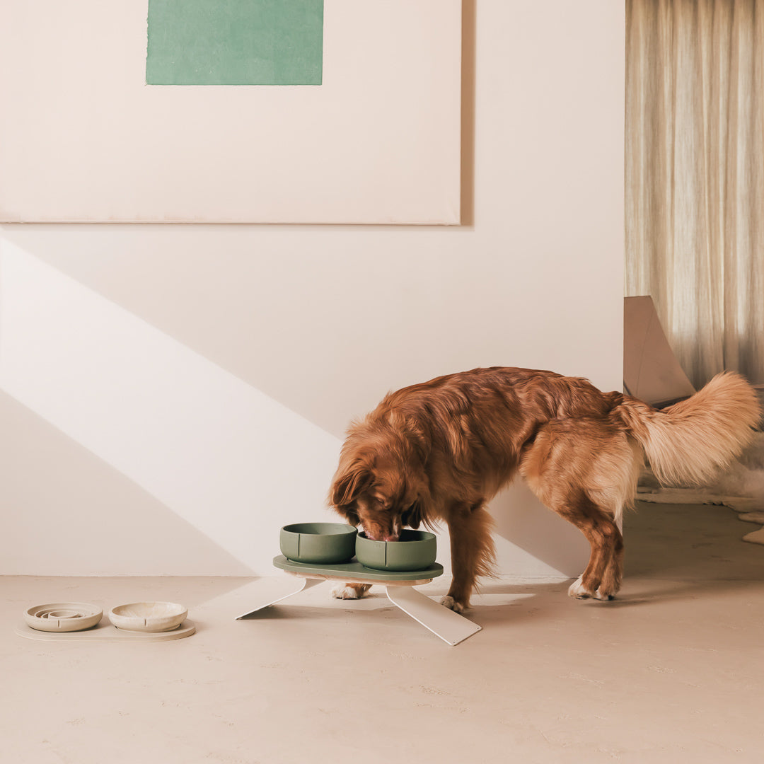 Perfect Posture Set für Hunde – Produktansicht 29