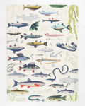 Torchon Poissons D'Eau Douce