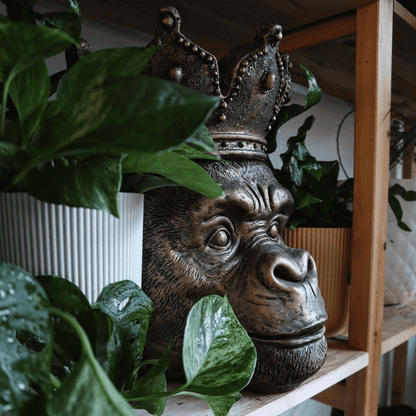 Tête de singe Kong, or