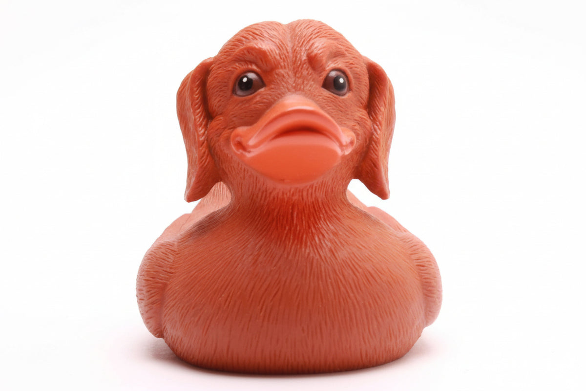 Canard Teckel