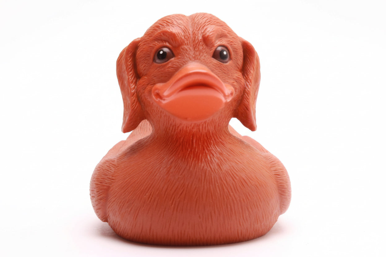 Canard Teckel