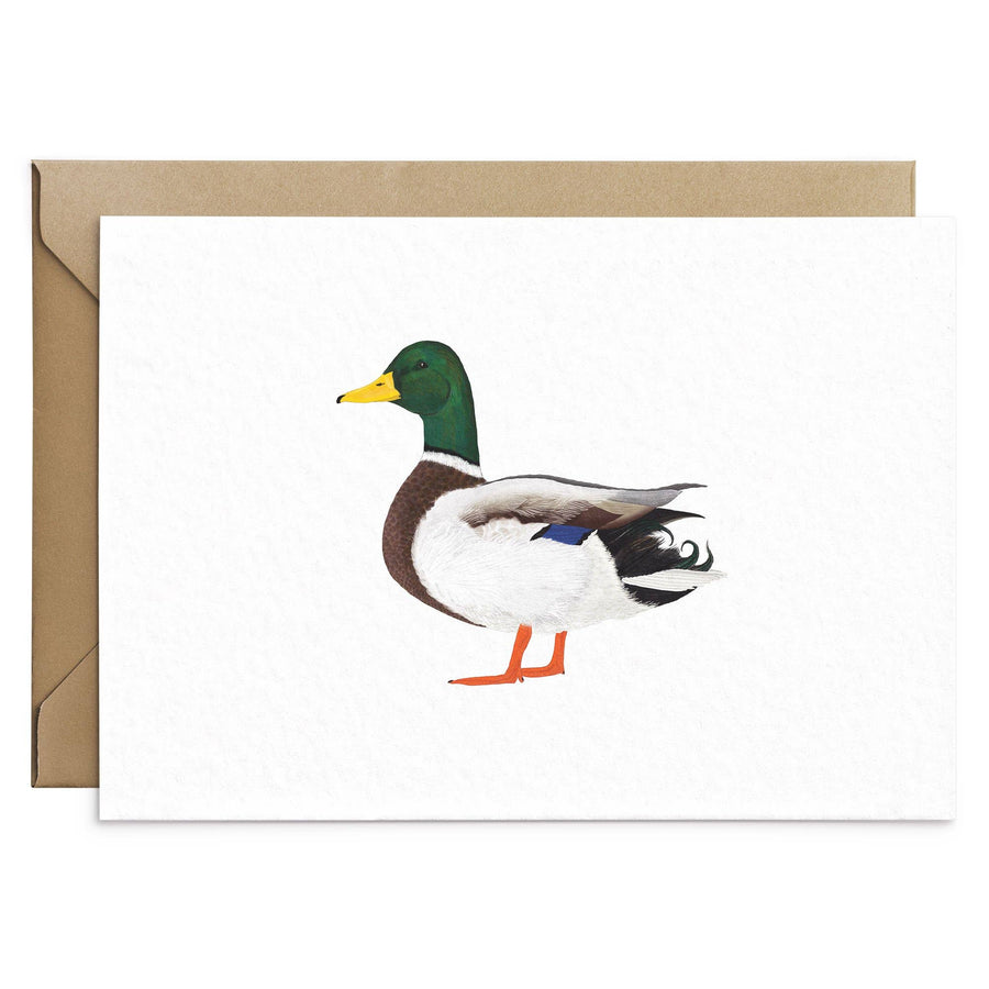 Mallard Duck Greeting Card