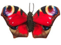 Peluche Papillon Rouge avec Boucle