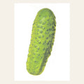 Carte postale Cornichon