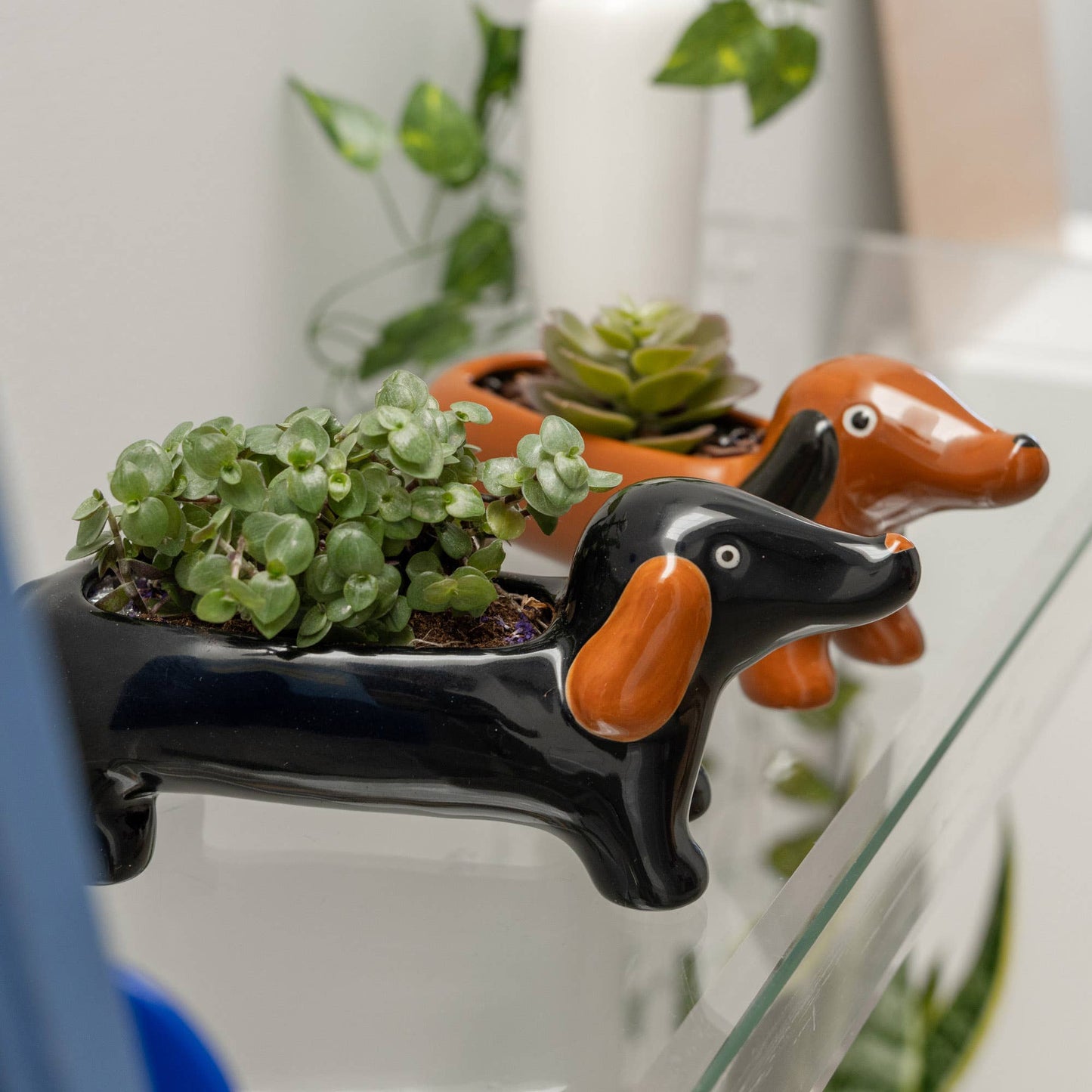 Vase Teckel Noir Helio Ferretti Vue 1