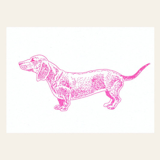 Neon Pink Dachshund Postcard