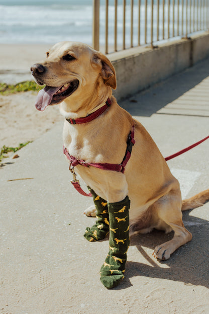 Chaussettes « Sancho » – Chien - Chulé