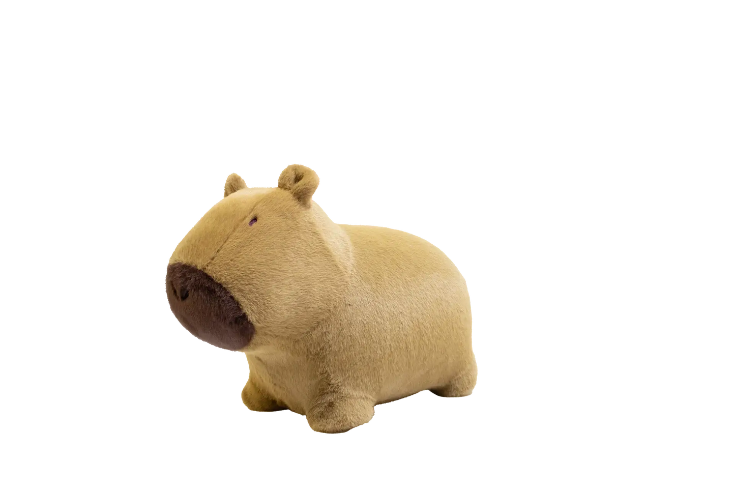Capybara douce et rebondissante