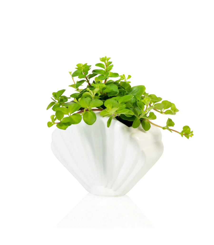 White shellfish flower pot