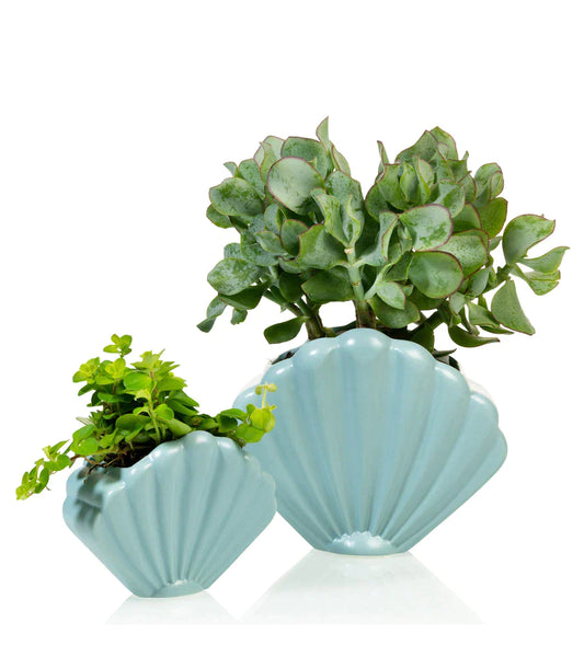 Blue shellfish flower pot